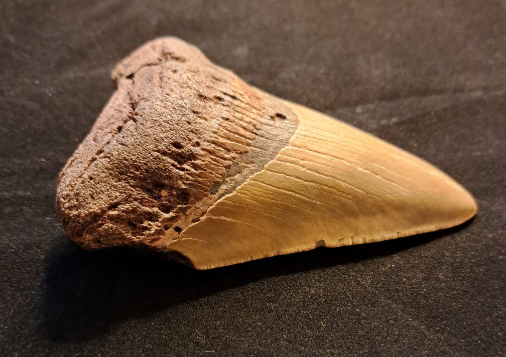 巨齿鲨 - 牙齿化石 - FAT n HEAVY USA MEGALODON TOOTH - 13 cm - 9.1 cm #1.3