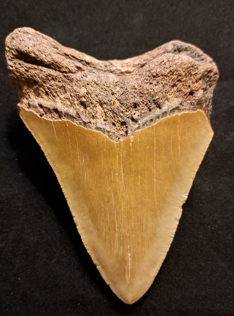 Mégalodon - Dent fossile - FAT n HEAVY USA MEGALODON TOOTH - 13 cm - 9.1 cm #2.1