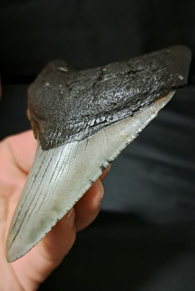 巨牙鯊 - 牙齒化石 - USA MEGALODON TOOTH - 10 cm - 7.1 cm #2.1