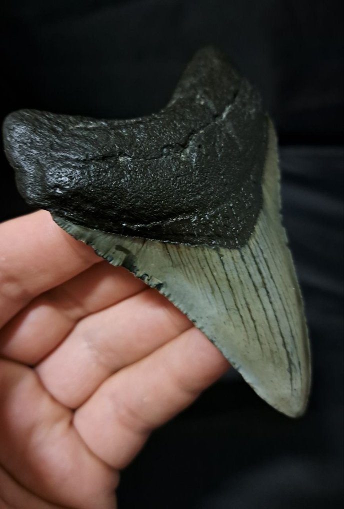 巨牙鯊 - 牙齒化石 - USA MEGALODON TOOTH - 10 cm - 7.1 cm #1.2