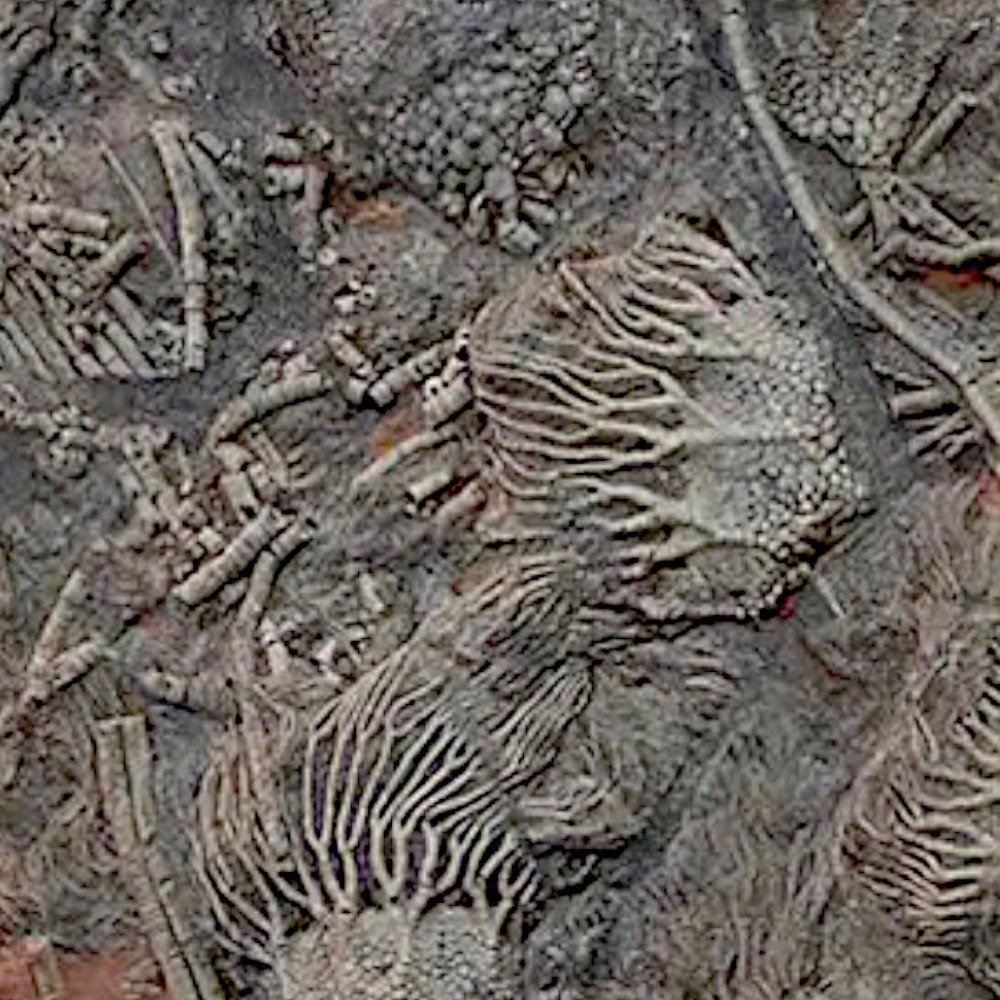 Beautiful fossil slab of Silurian crinoids from Boutschrafin. - Fossil mortality plate - Scyphocrinites elegans - 89 cm - 80 cm #2.1