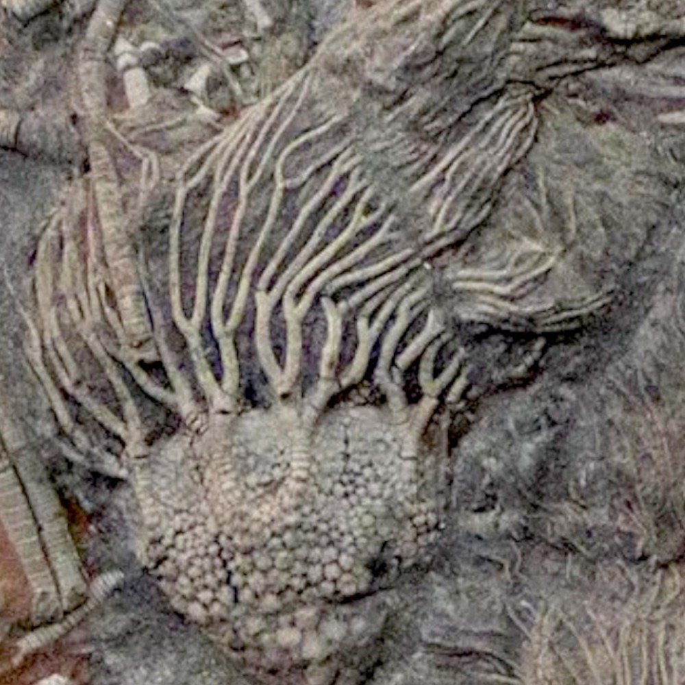 Beautiful fossil slab of Silurian crinoids from Boutschrafin. - Fossil mortality plate - Scyphocrinites elegans - 89 cm - 80 cm #1.2