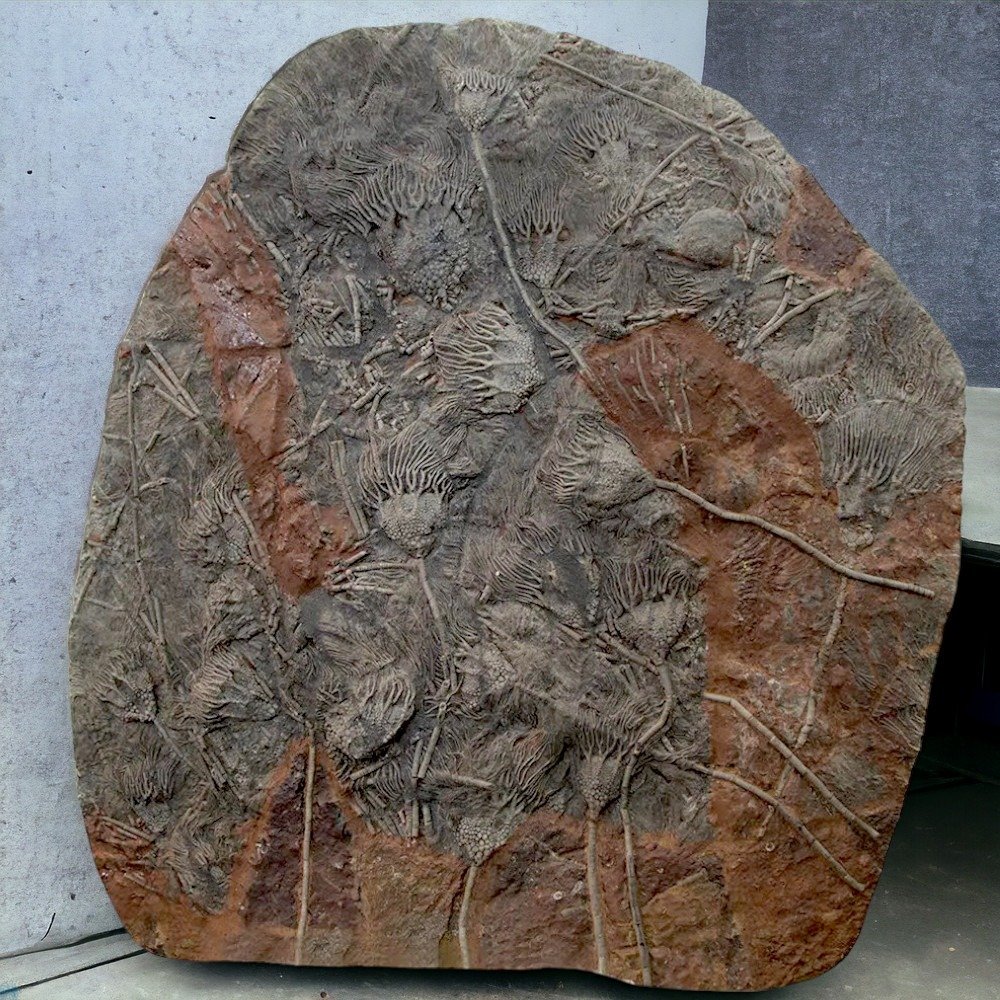 Beautiful fossil slab of Silurian crinoids from Boutschrafin. - Fossil mortality plate - Scyphocrinites elegans - 89 cm - 80 cm #1.1