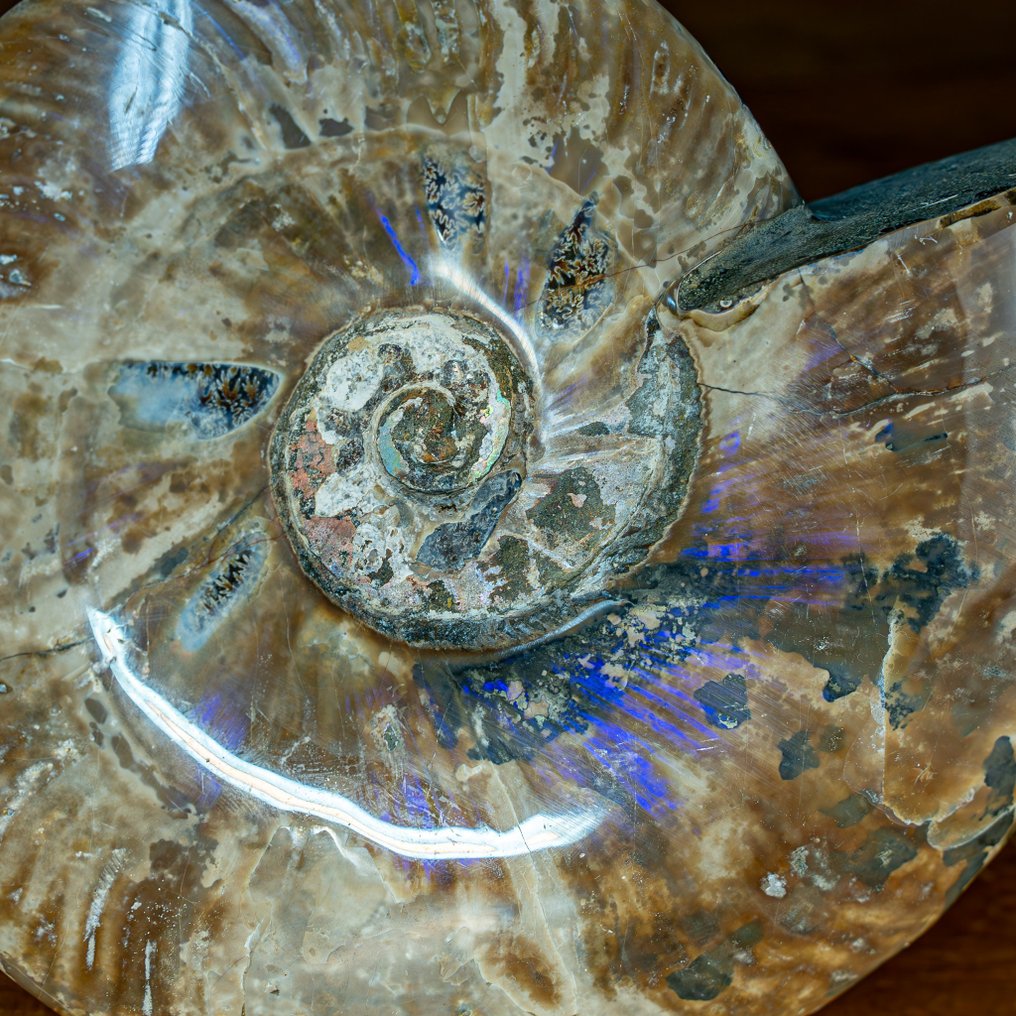 Ammonite di ammolite di colore raro naturale Fossile- 1411.87 g #1.2