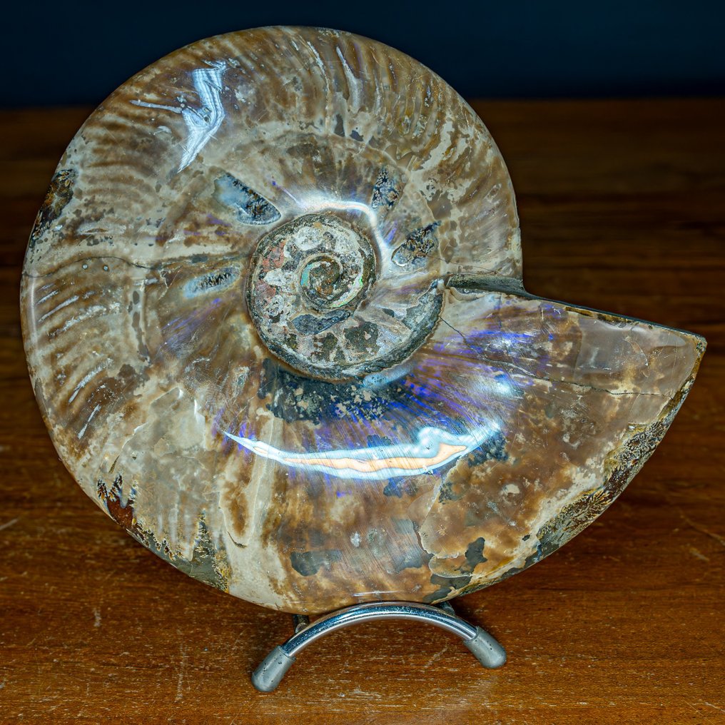 Ammonite di ammolite di colore raro naturale Fossile- 1411.87 g #2.1