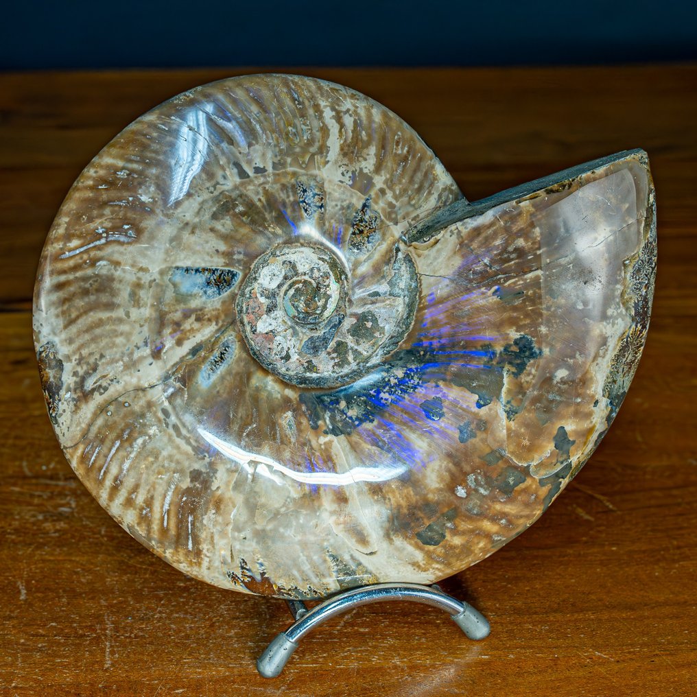 Természetes Ritka Színű Ammolit Ammonit Kövület- 1411.87 g #1.1