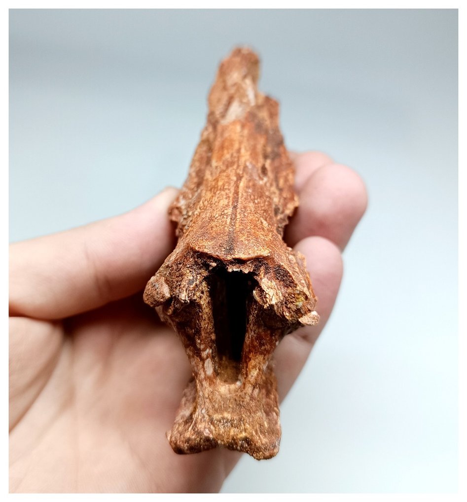 Uiterst zeldzame Calamopleurus africanus Krijtvissen Schedelbeen KemKem-bedden - Fossiele tand #1.1