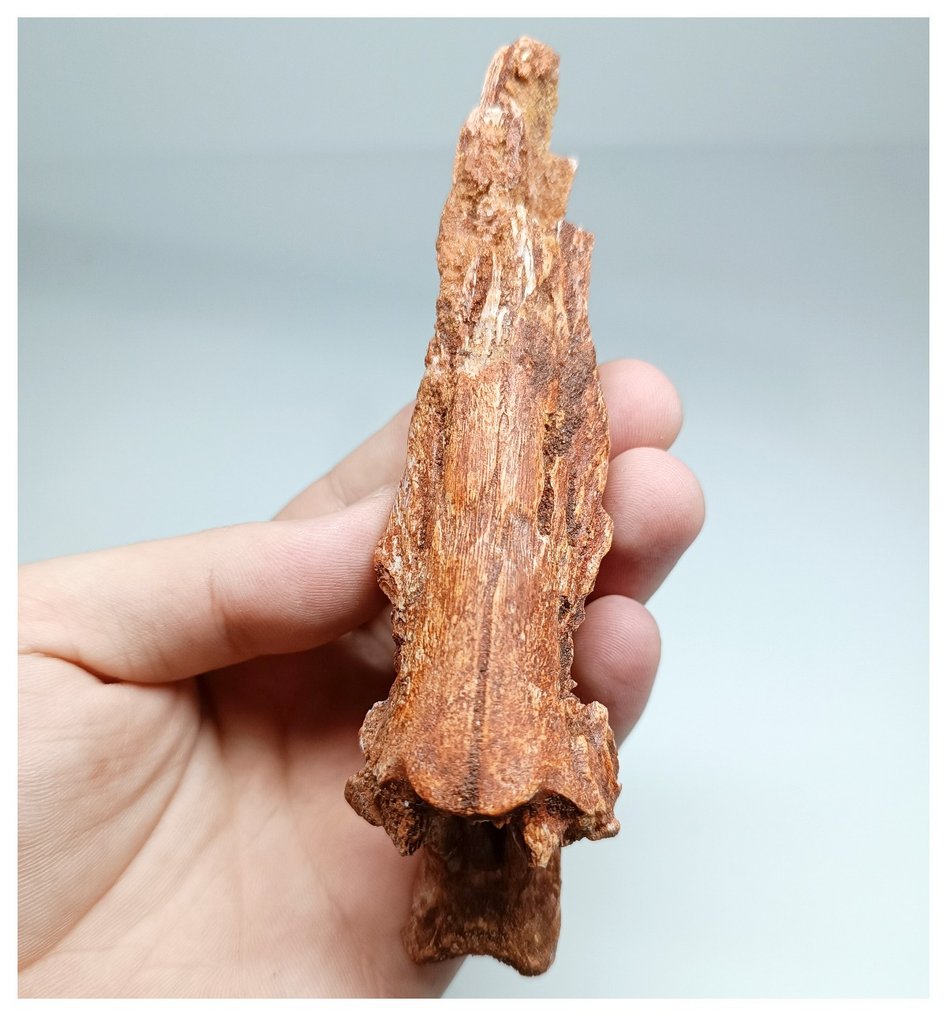 Uiterst zeldzame Calamopleurus africanus Krijtvissen Schedelbeen KemKem-bedden - Fossiele tand #2.1