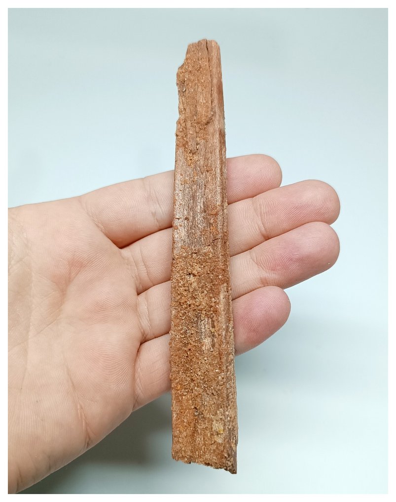 Ekstremt sjelden Alanqa saharica kritt Azhdarchid Pterosaur tannkjevebein - Fossil tann #1.2
