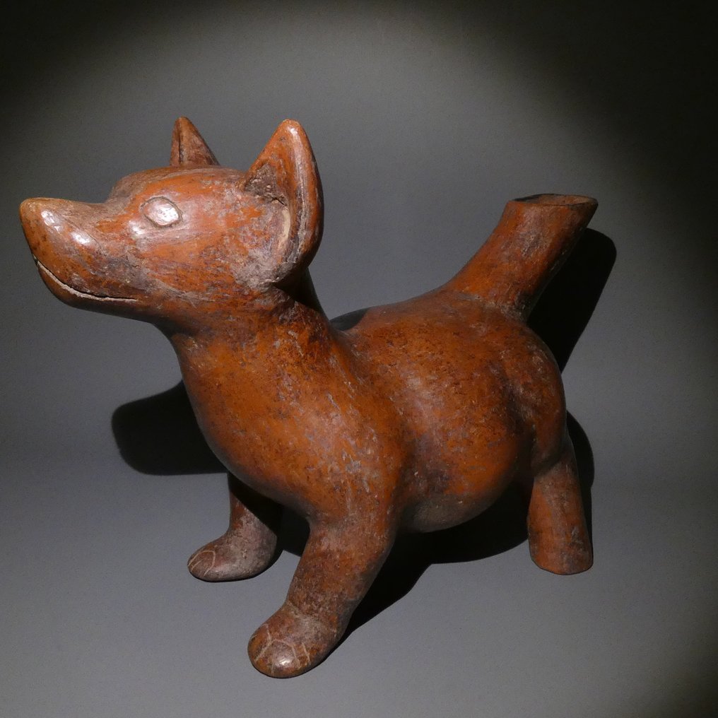 Colima, Westmexiko Terracotta Schöne, perfekte Hundefigur. 34 cm lang. 100 v. Chr. – 250 n. Chr. Spanische Exportlizenz. #1.1