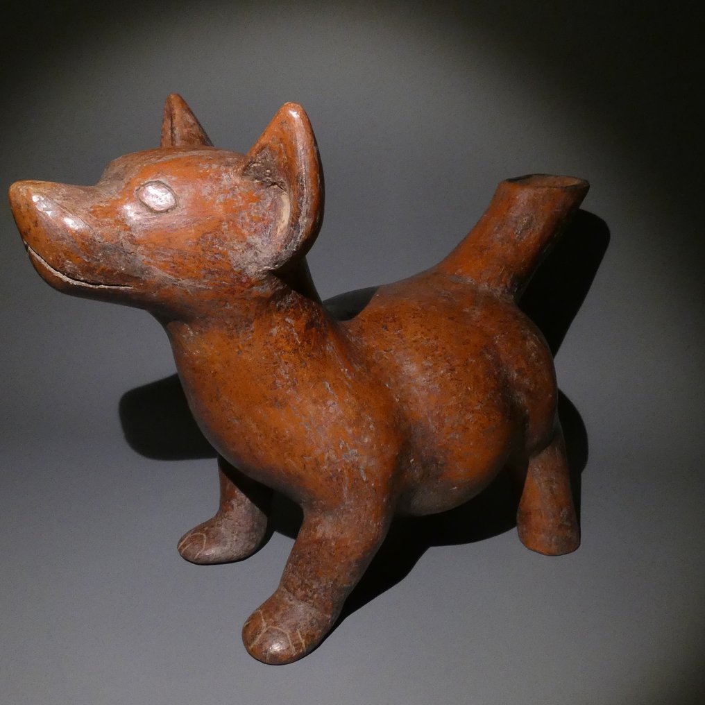 Colima, västra Mexiko Terrakotta Fin perfekt hundfigur. 34 cm L. 100 f.Kr. - 250 e.Kr. Spansk exportlicens. #2.1