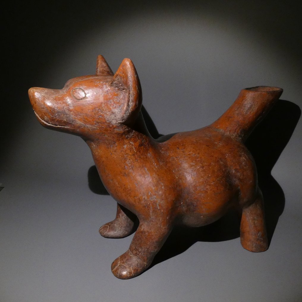 Colima, West Mexico Terracotta Nice perfect Figure of Dog. 34 cm L. 100 BC - 250 AD. Spanish export license. #1.2