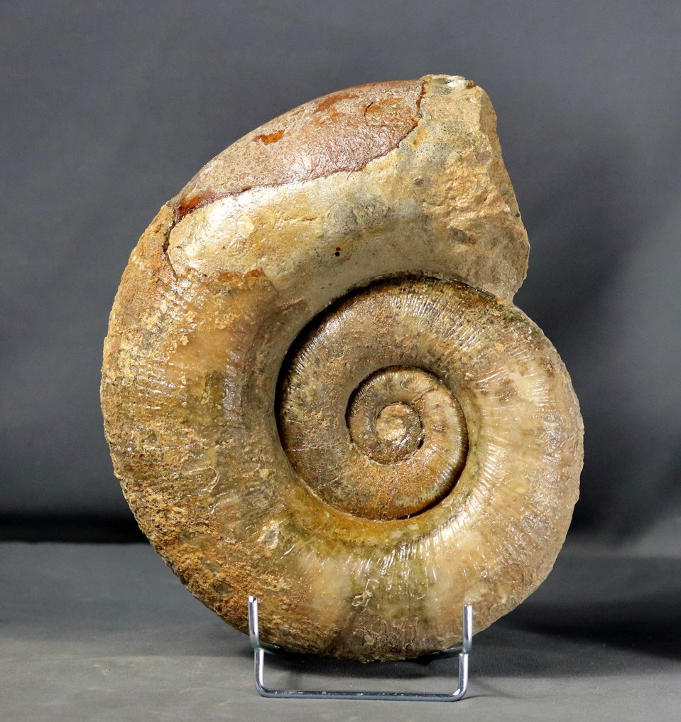 Ammonite la plus fine - Sur un élégant support en acier - Conservation exceptionnelle - Animal fossilisé - Lytoceras fimbriatum - 26 cm #1.2