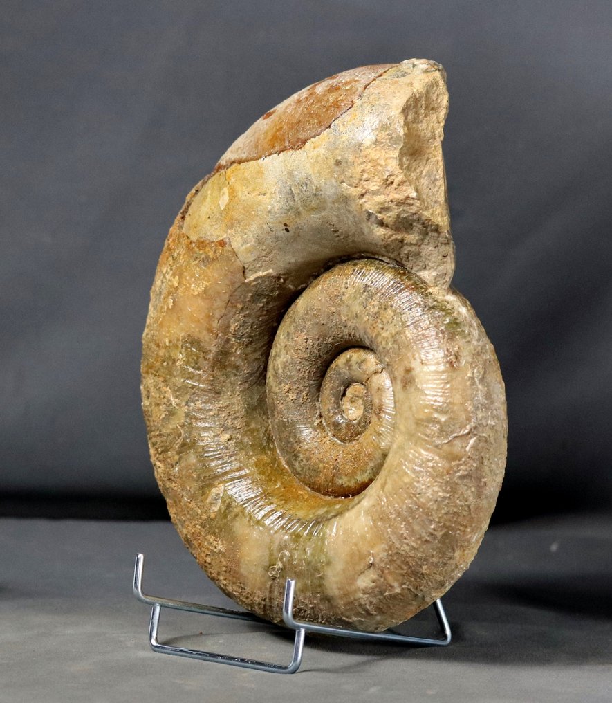 Ammonite la plus fine - Sur un élégant support en acier - Conservation exceptionnelle - Animal fossilisé - Lytoceras fimbriatum - 26 cm #2.1