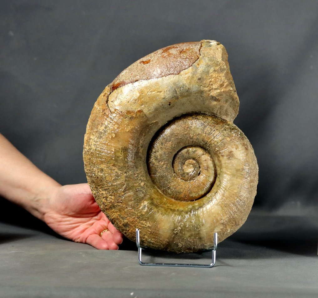 Ammonite la plus fine - Sur un élégant support en acier - Conservation exceptionnelle - Animal fossilisé - Lytoceras fimbriatum - 26 cm #1.1