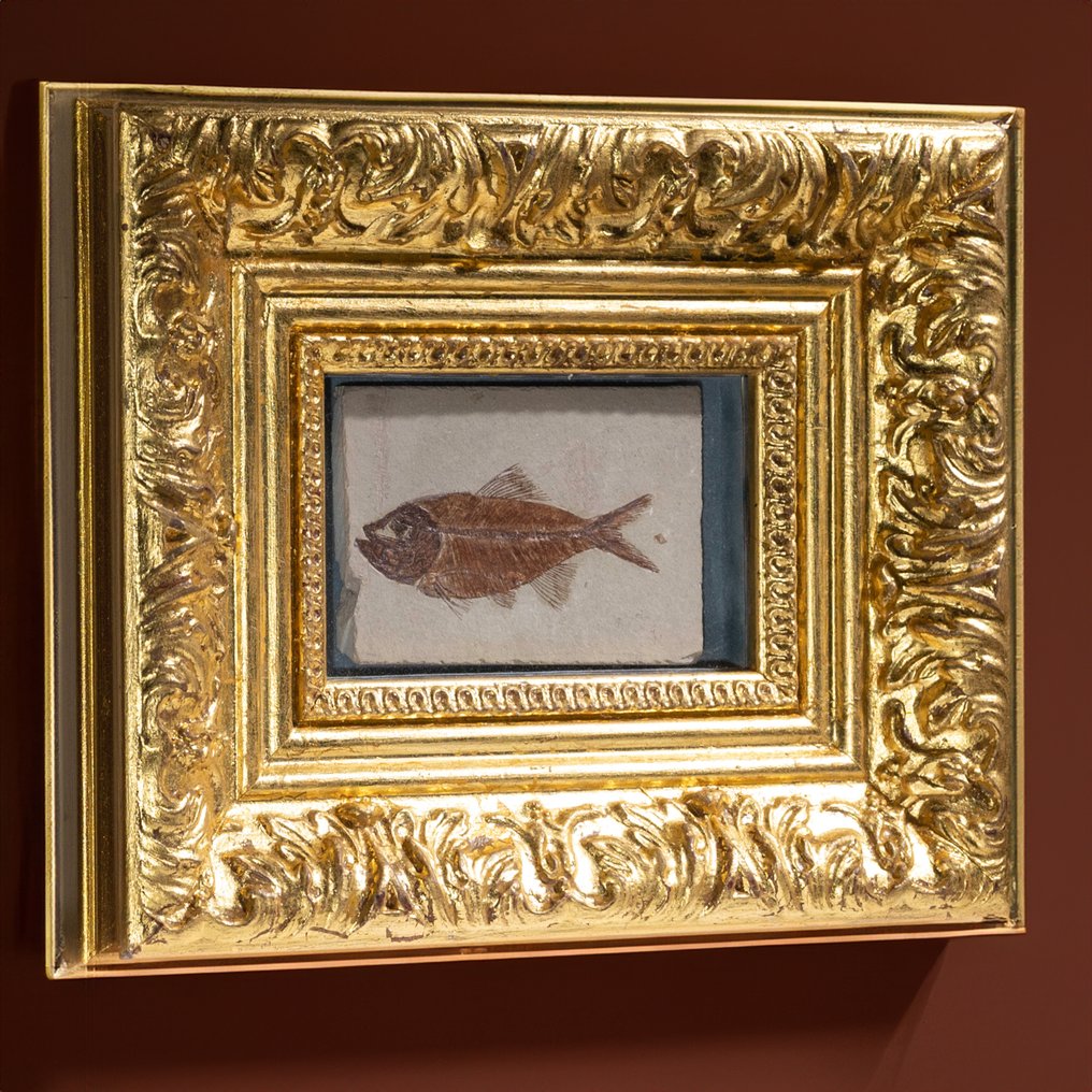 poisson ressemblant à du hareng - beau à regarder - parfaitement protégé - Animal fossilisé - Argimatus - 21 cm - 17 cm #1.2