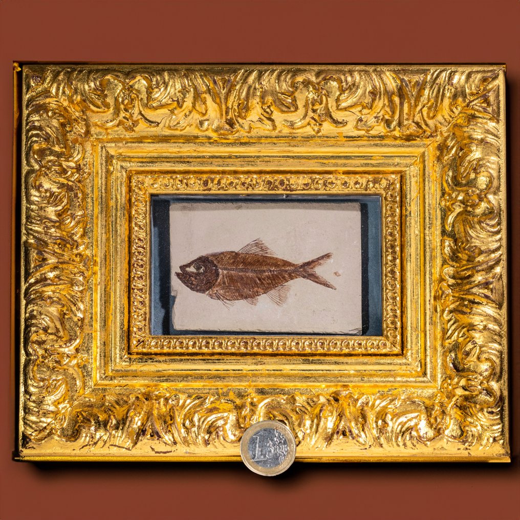 ryba podobna do śledzia - piękna dla oka - doskonale chroniona - Skamieniałe zwierzę - Argimatus - 21 cm - 17 cm #2.1