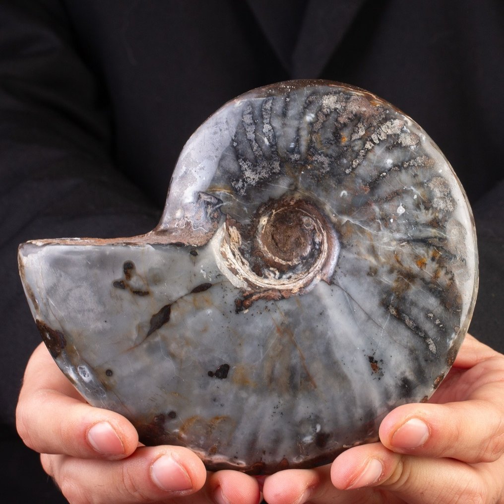 Harvinainen: musta emätiitti ja opaaligata. Täytetyn eläimen koko kehon jalusta - Ammonite Cleoniceras - 142 mm - 128 mm - 35 mm - 1 #3.2