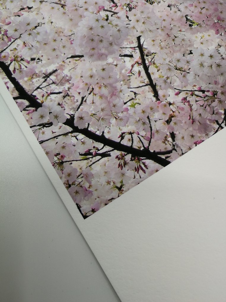 Oliver Hadji - Sakura, Tokio #2.1