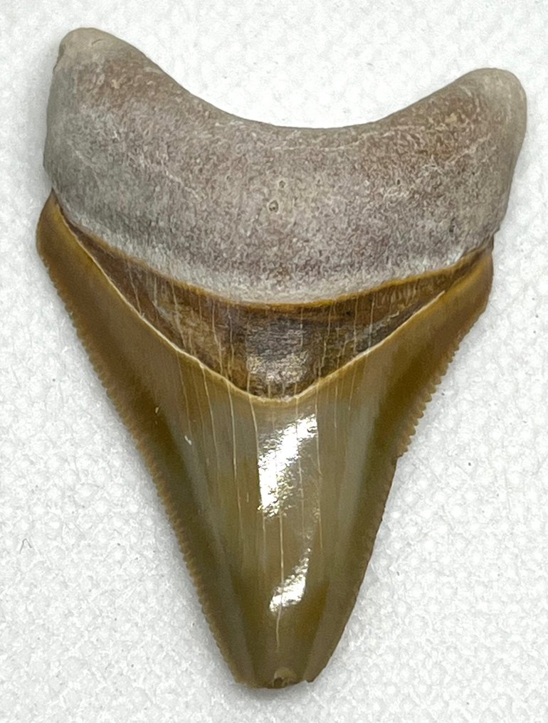 Megalodon - Fossiele tand - Carcharocles megalodon  (Zonder Minimumprijs) #1.1