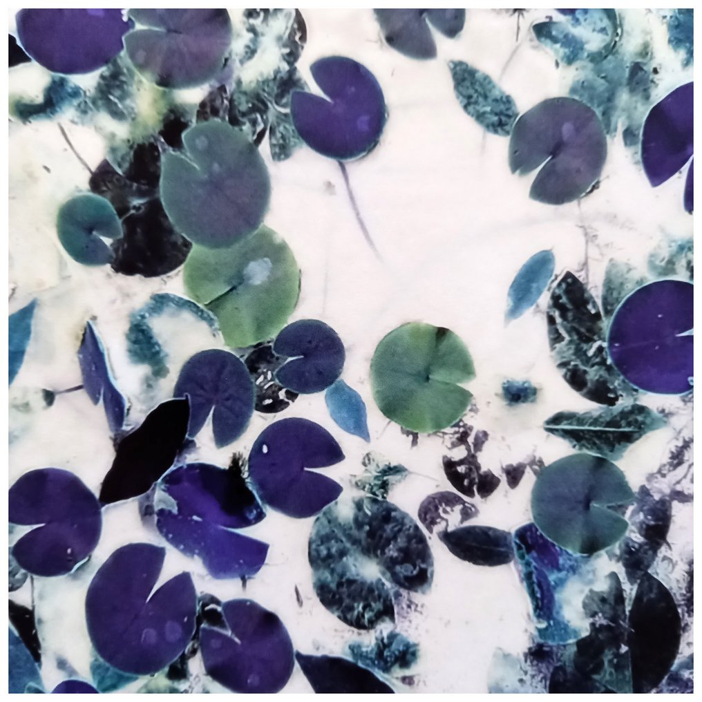 Bernd Lieven - The rise and fall of Waterlilies X #1.0