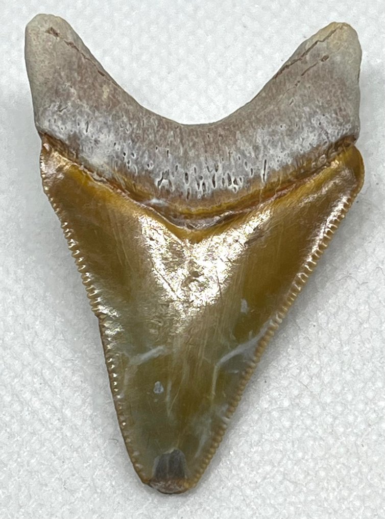 Megalodon - Fossiele tand - Carcharocles megalodon  (Zonder Minimumprijs) #1.2