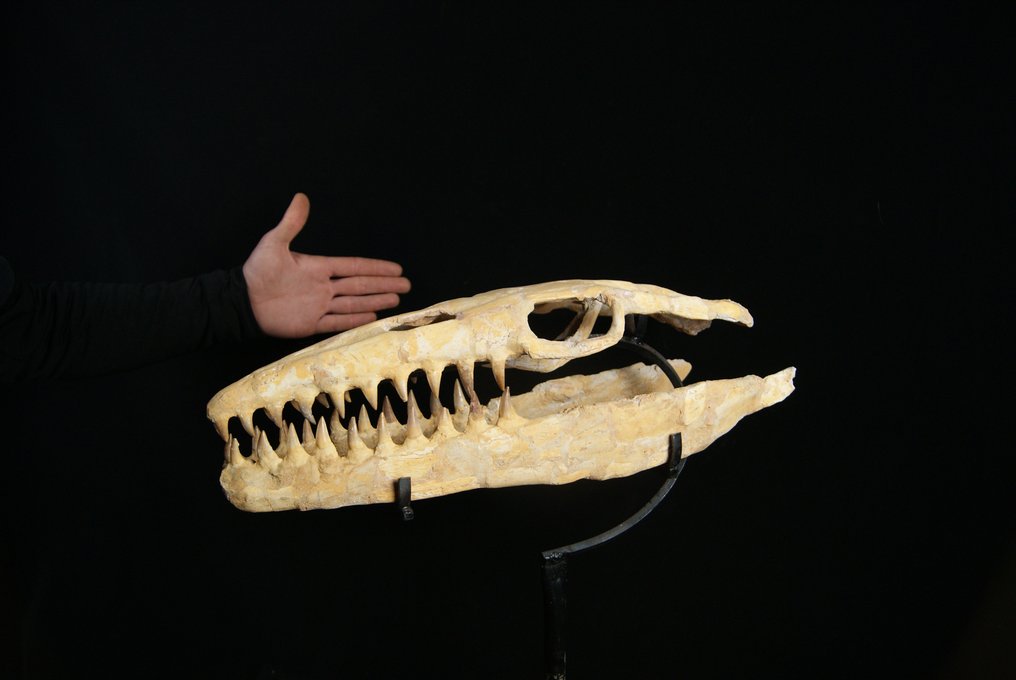 Marine krybdyr - Fossilt kranium - Mosasaurus sp. - 52 cm #3.1