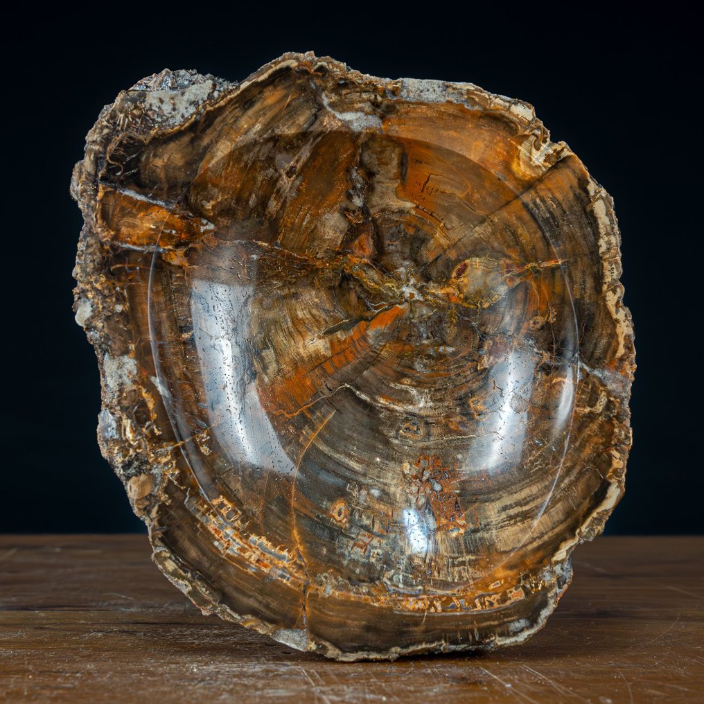 Natural Hand Polished Bowl of Petrified Wood Growing through with quartz crystals- 3390.15 g #1.1