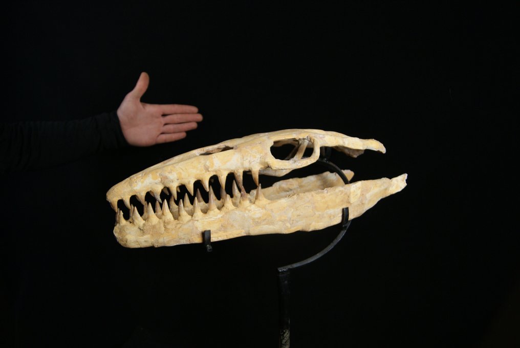 Marine krybdyr - Fossilt kranium - Mosasaurus sp. - 52 cm #3.2