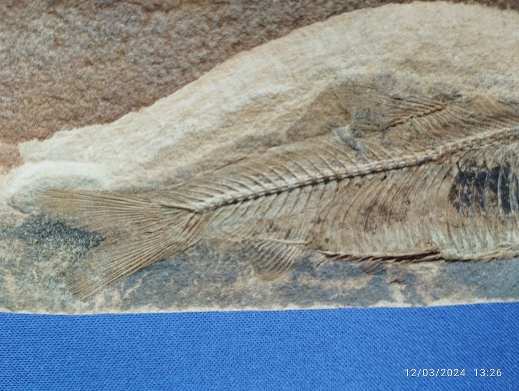 Peixe - Animal fossilizado - 9.5 cm - 13 cm #3.2