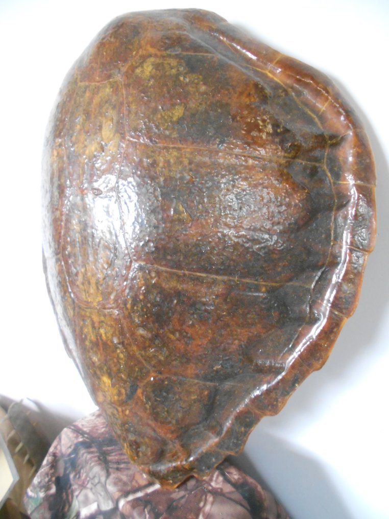 Hawksbill Sea Turtle Carapace - ex-Vedrine kollekció - Taxidermia teljes test - Eretmochelys imbricata - 60 cm - 52 cm - 12 cm - pre-CITES (1947 előtti) - 1 #1.2