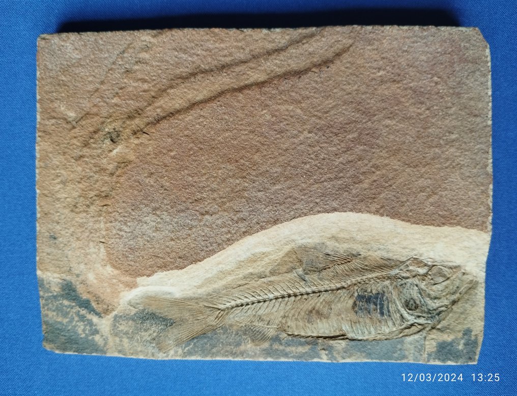 Peixe - Animal fossilizado - 9.5 cm - 13 cm #3.1