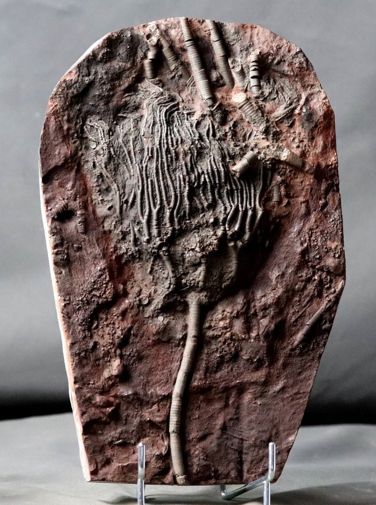 Crinoid fosil fin cu tulpină - Animale fosilizate - Scyphocrinites elegans - 27 cm - 17.5 cm #2.1