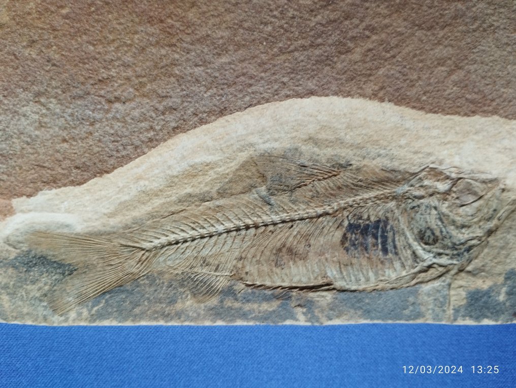 Peixe - Animal fossilizado - 9.5 cm - 13 cm #2.1