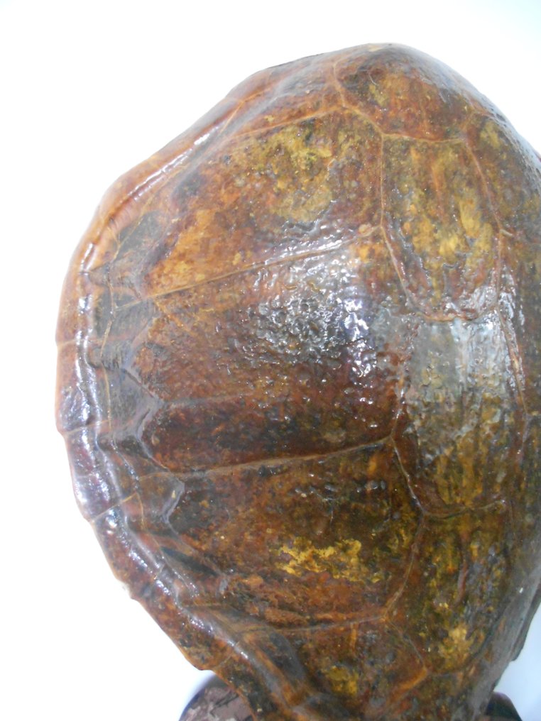 Hawksbill Sea Turtle Carapace - ex-Vedrine kollekció - Taxidermia teljes test - Eretmochelys imbricata - 60 cm - 52 cm - 12 cm - pre-CITES (1947 előtti) - 1 #2.1