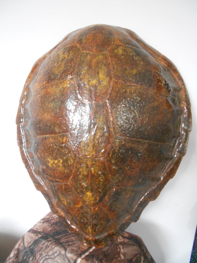 Hawksbill Sea Turtle Carapace - ex-Vedrine kollekció - Taxidermia teljes test - Eretmochelys imbricata - 60 cm - 52 cm - 12 cm - pre-CITES (1947 előtti) - 1 #1.1