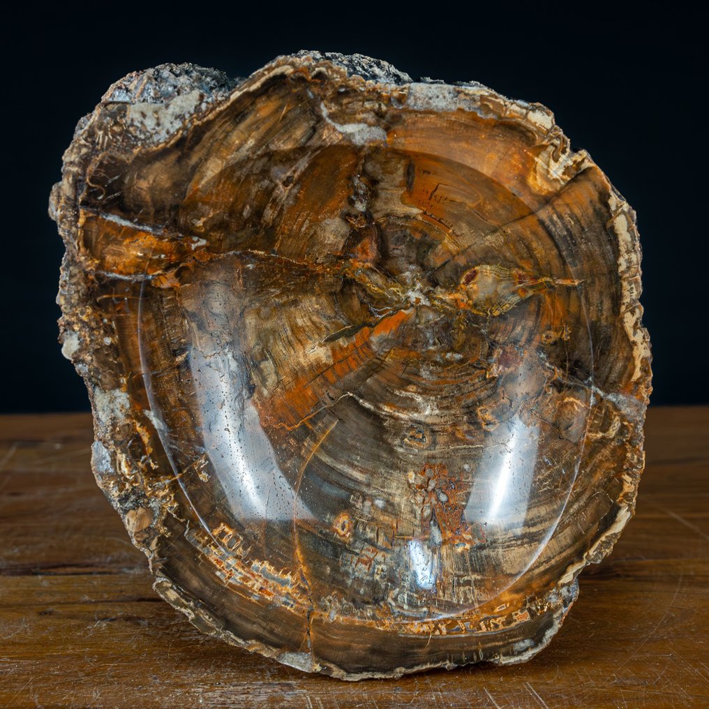 Natural Hand Polished Bowl of Petrified Wood Growing through with quartz crystals- 3390.15 g #1.2