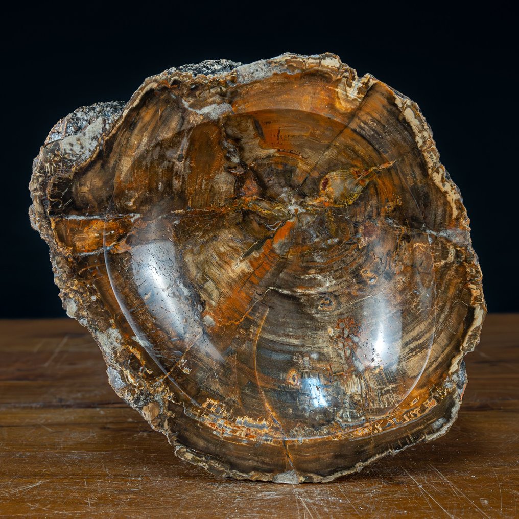 Natural Hand Polished Bowl of Petrified Wood Growing through with quartz crystals- 3390.15 g #2.1