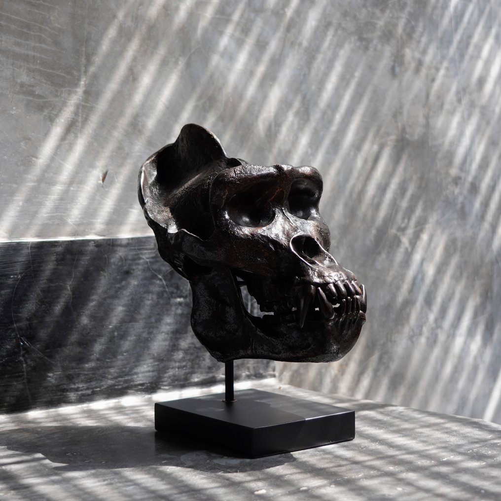 sculptuur, Western Gorilla Skull, cast in the finest patinated bronze, with stand - Signed by Artist - 33 cm - Brons #1.1