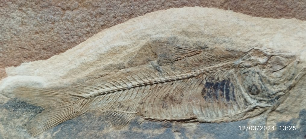 Peixe - Animal fossilizado - 9.5 cm - 13 cm #1.1