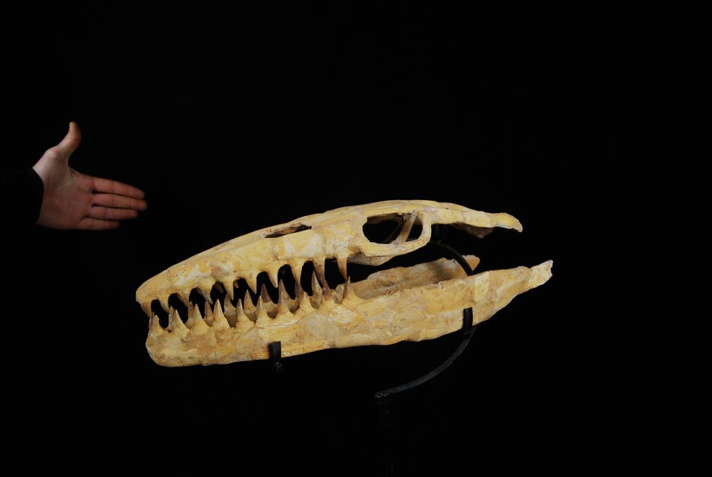 Marine krybdyr - Fossilt kranium - Mosasaurus sp. - 52 cm #2.2