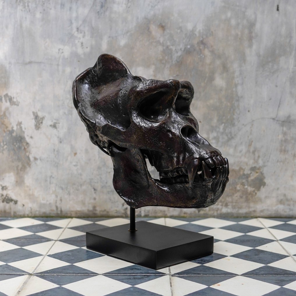 Γλυπτό, Western Gorilla Skull, cast in the finest patinated bronze, with stand - Signed by Artist - 33 cm - Μπρούντζος #1.0