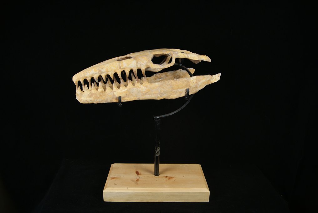 Marine reptile - Fossil skull - Mosasaurus sp. - 52 cm #1.1