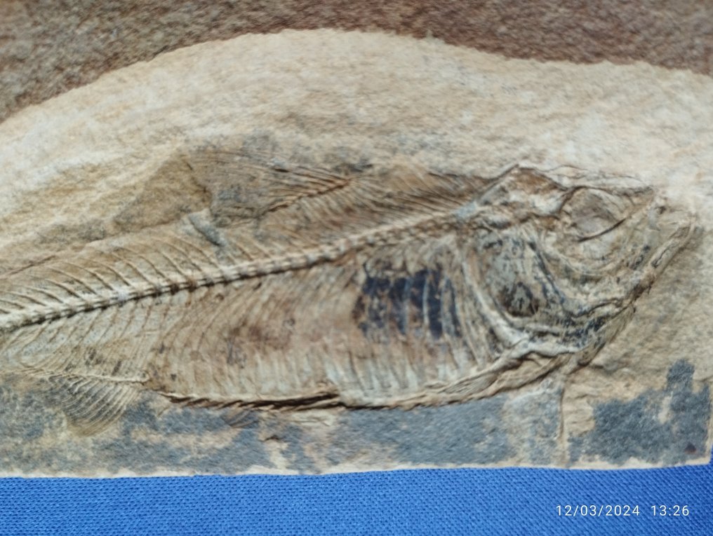 Peixe - Animal fossilizado - 9.5 cm - 13 cm #2.2