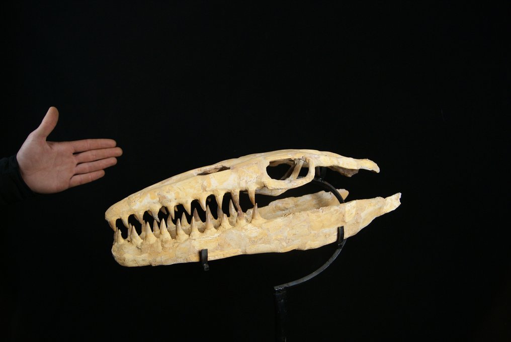Réptil marinho - Crânio fóssil - Mosasaurus sp. - 52 cm #2.1
