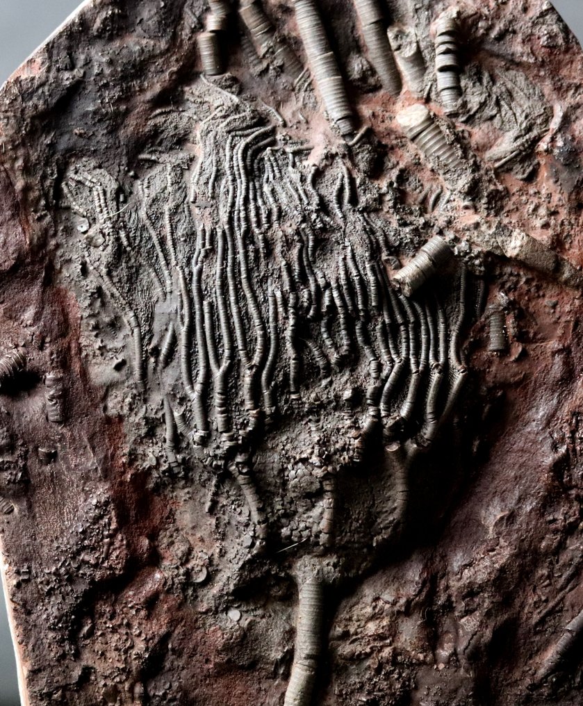 Crinoid fosil fin cu tulpină - Animale fosilizate - Scyphocrinites elegans - 27 cm - 17.5 cm #2.2