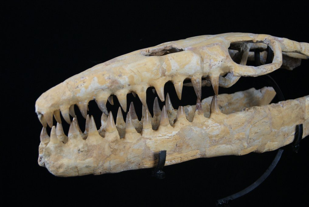 Réptil marinho - Crânio fóssil - Mosasaurus sp. - 52 cm #1.1