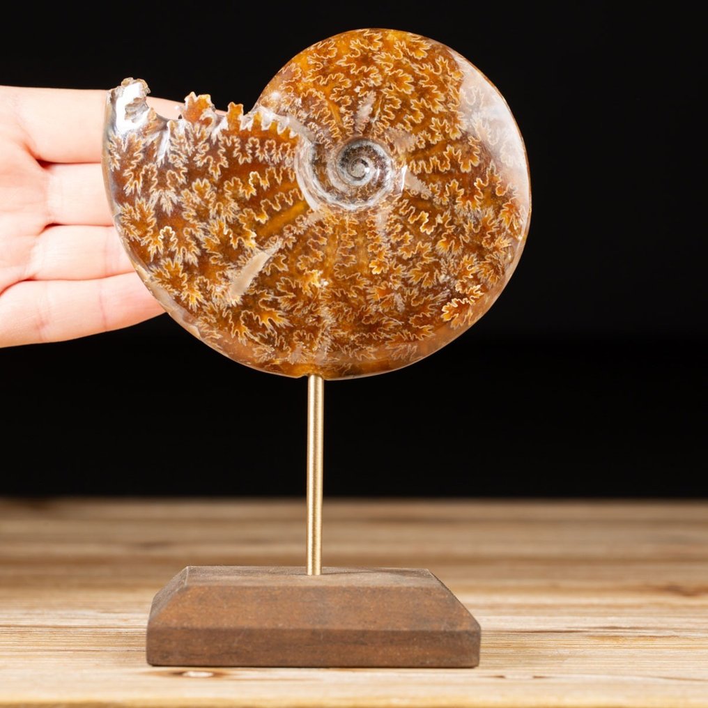 Ammonite sur socle personnalisé - Cleoniceras sp. - Fragment fossilisé - 155 mm - 107 mm #1.1