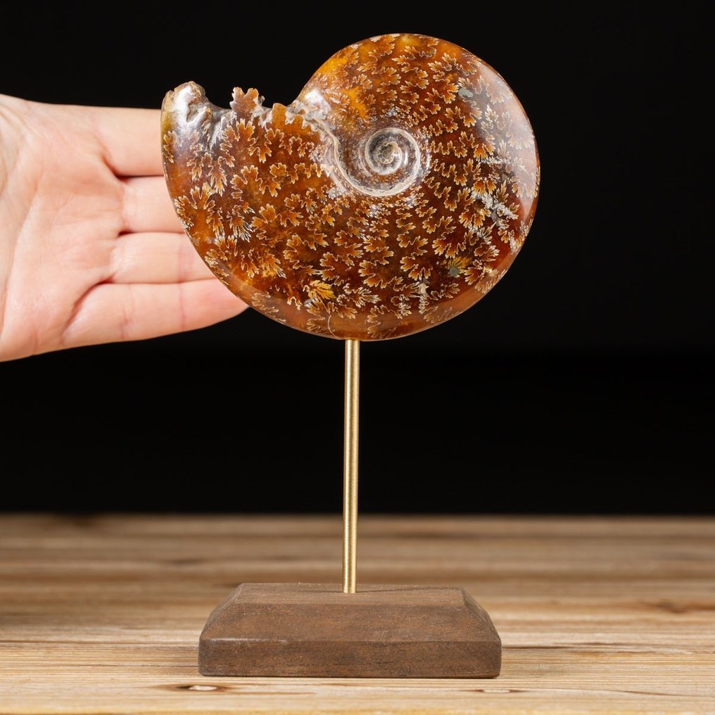 Ammonite on Custom Pedestal - Cleoniceras sp. - Fossil fragment - 167 mm - 104 mm #1.1
