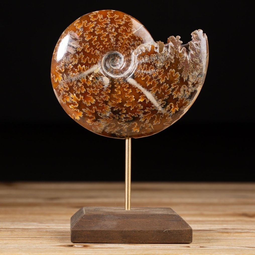 Ammonite sur socle personnalisé - Cleoniceras sp. - Fragment fossilisé - 155 mm - 107 mm #1.2